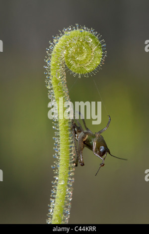 Piégé par les insectes sur les feuilles de la droséra filiforme Drosera filiformis var tracyi Florida USA Banque D'Images