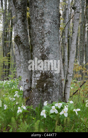 Grande fleur blanche Trillium grandiflorum Est des États-Unis Banque D'Images