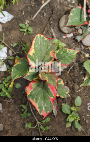 Plante caméléon Houttuynia Cordata Variegatus dans le sol Banque D'Images