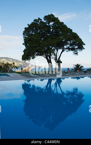 Arbres au bord de la piscine, le Reid's Palace Hotel, Funchal, Madère Banque D'Images