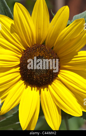 Un tournesol jaune vif fleurit au projet de démonstration urbaine Missoula , boue, à Missoula, dans le Montana. Banque D'Images