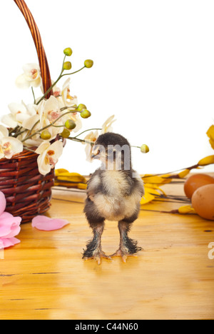 Peu moelleux unique poussin dans deux couleurs debout sur table en bois avec panier de fleurs en arrière-plan Banque D'Images