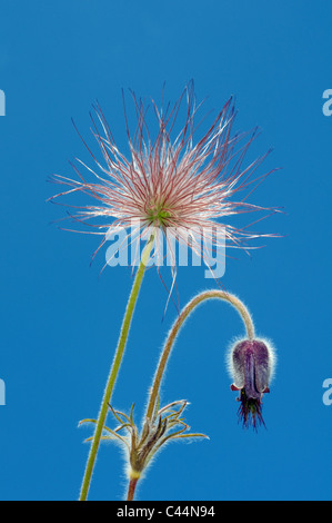 Eastern pasqueflower Pulsatilla patens (), l'Ukraine, l'Europe de l'Est Banque D'Images