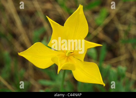 Didier's tulip ou jardin tulip (Tulipa Gesneriana L, Tulipa schrenkii), l'Ukraine, l'Europe de l'Est Banque D'Images