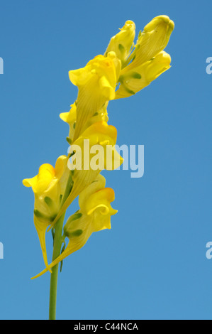 La linaire commune (Linaria vulgaris Mill), l'Ukraine, l'Europe de l'Est Banque D'Images