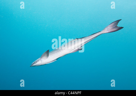 Echeneis naucrates svelte, Suckerfish, lagon de Beqa, Viti Levu, Fidji Banque D'Images