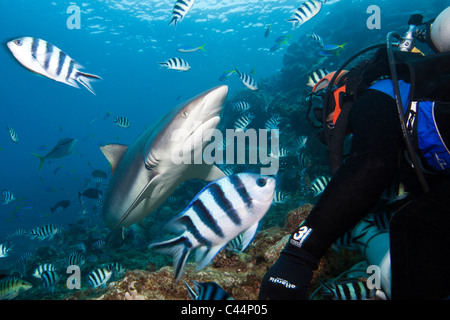 Requin gris de récif à Shark Feeding, Carcharhinus amblyrhynchos, lagon de Beqa, Viti Levu, Fidji Banque D'Images
