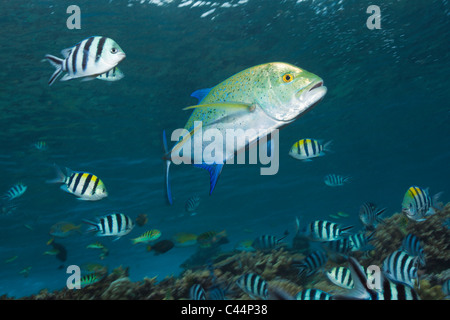 Bluefin trevally, Caranx melampygus, lagon de Beqa, Viti Levu, Fidji Banque D'Images