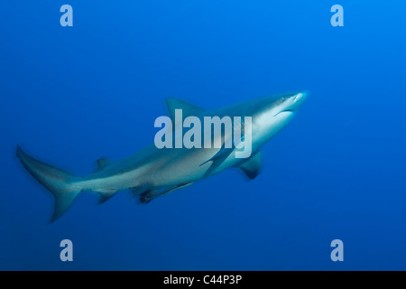 Bull Shark, Carcharhinus leucas, lagon de Beqa, Viti Levu, Fidji Banque D'Images