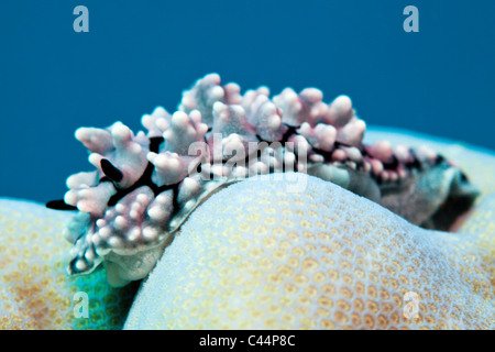 Dwarty limace de mer sur le corail, Phyllidiopsis krempfi, lagon de Beqa, Viti Levu, Fidji Banque D'Images