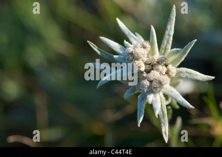 Edelweiss fleur en gorkhi-terelji national park, Mongolie Banque D'Images