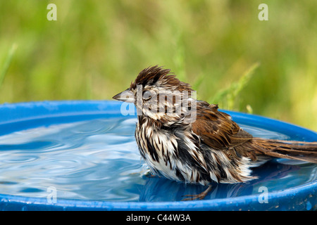 Bruant chanteur dans un bain d'oiseaux Banque D'Images