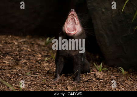 Diable de Tasmanie grogne Banque D'Images