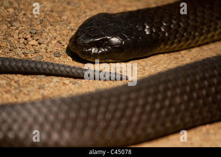 Serpent Noir Belllied rouge Banque D'Images