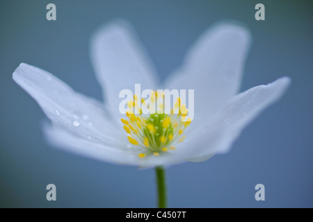 Anémone des bois en fleurs Banque D'Images