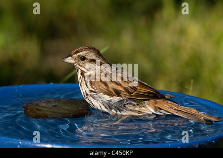 Bruant chanteur dans un bain d'oiseaux Banque D'Images