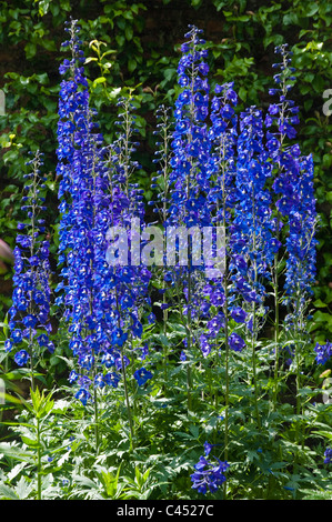 Delphiniums bleu vif pousse dans un jardin de campagne anglaise. UK Banque D'Images