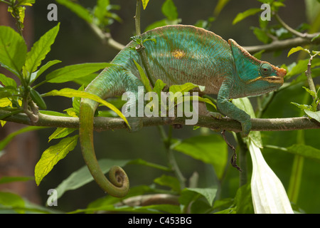 Parson's Chameleon Chamaeleo Calumma parsonii (). Andasibe. Madagascar. Banque D'Images