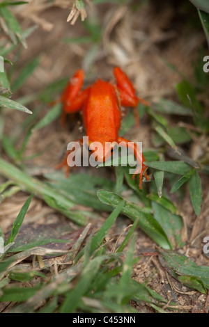 Mantella aurantiaca (Mantella d'or). Banque D'Images