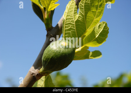 Fig non mûres sur arbre, Ficus carica Banque D'Images