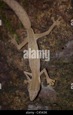 Le gecko à queue de feuille (Uroplatus sp. ). Les forêts tropicales de l'Est, Madagascar. Nocturnes. Banque D'Images