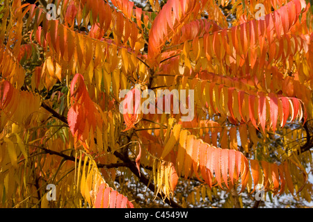 La magnifique couleur d'automne d'un sumac / sumach ou staghorn / corne de cerf - arbre nom latin l'anme Rhus tiphina - prises en Angleterre Banque D'Images