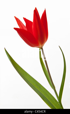 CLOSE UP OF RED TULIP AVEC DES FEUILLES VERTES CONTRE FOND UNI. Banque D'Images