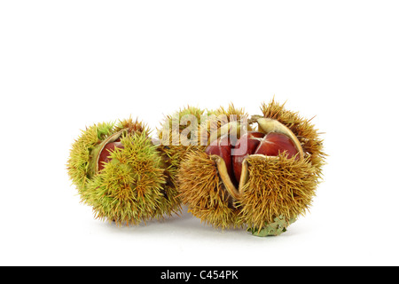 Le châtaignier sauvage en coquilles, isolé Banque D'Images