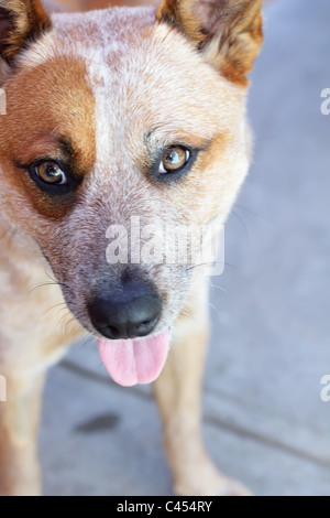 Australian Cattle Dog, couleurs blanc et bringé Banque D'Images