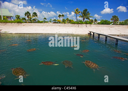 Boatswain's Beach, Grand Cayman, îles Caïmans, tortues en étang d'élevage Banque D'Images