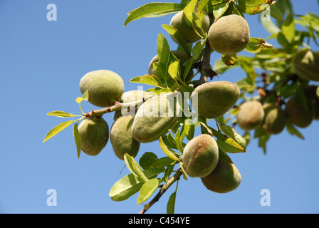 Amandes growing on tree, Province d'Alicante, Valence, Espagne Banque D'Images