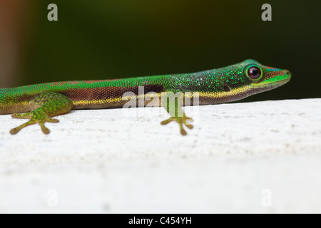 Side-striped Green Day Gecko (Phelsuma lineata). Madagascar. Banque D'Images