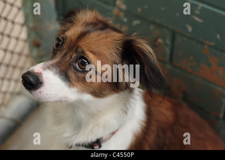 Cross Fox Terrier Banque D'Images