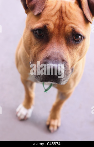 Triste mignon à chien au Refuge d'animaux Banque D'Images