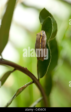 Heterixalus Betsileo Reed (grenouille) betsileo. Trouvés autour de marais et de rizières des hautes terres centrales. Madagascar. Banque D'Images