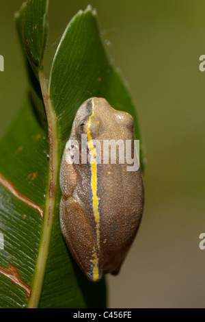 Heterixalus Betsileo Reed (grenouille) betsileo. Trouvés autour de marais et de rizières des hautes terres centrales. Madagascar. Banque D'Images