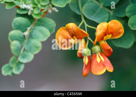 Image Gros plan d'une vessie en fleurs (Senna Colutea arborescens) Banque D'Images