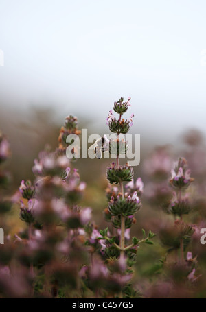 Abeille sur une fleur de thym Kos Grèce Banque D'Images