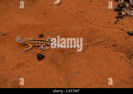 Trois-eyed Lizard (Chalaradon madagascariensis). Ifaty. Madagascar. Forêt épineuse. Banque D'Images