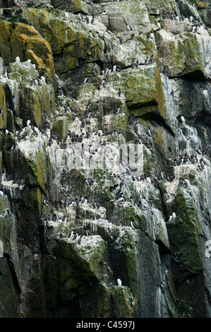 Les guillemots, Uria aalge, nichant sur l'île de Ramsey, Pembrokeshire, Pays de Galles du Nord Banque D'Images