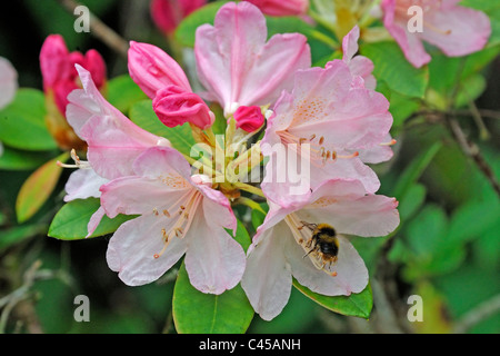 Fleur Rhododendron avec bourdon. Banque D'Images