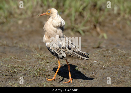 Le Combattant varié (Philomachus pugnax) homme célibataire marche sur la boue Banque D'Images