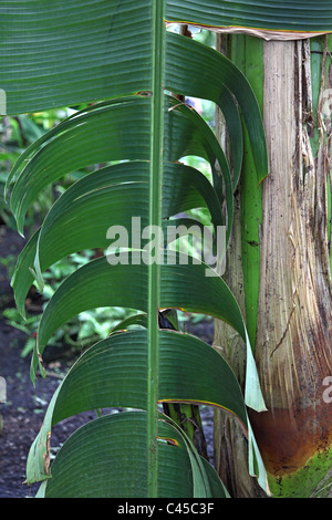 Feuilles de palmier tropical Banque D'Images