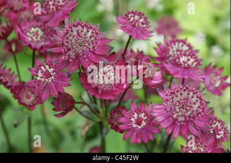 Astrantia 'Hadspen Blood' Banque D'Images