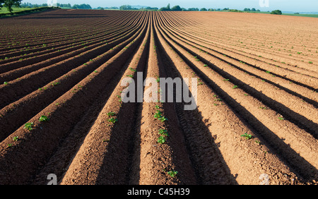 Ridge et sillon champ labouré. UK Banque D'Images