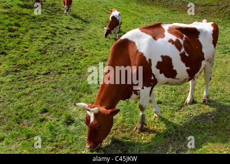 Pâturage alpin est vache dans un pré Banque D'Images