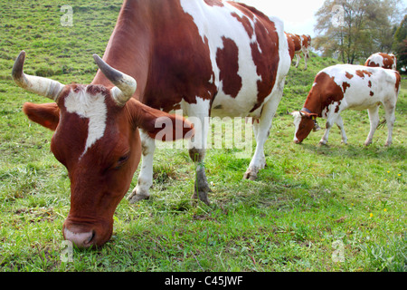 Les vaches sont au pâturage alpin sur un pré Banque D'Images