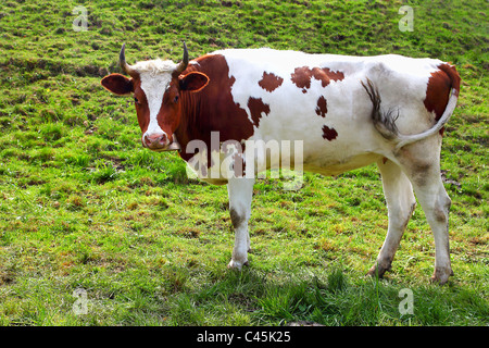 Superbe vache dans un pré alpin Banque D'Images