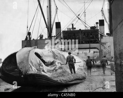 Baleine sur un baleinier, 1938 Banque D'Images