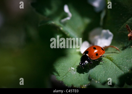 Coccinella septempunctata Coccinelle / Coccinelle, également connu sous le nom de "sept-spot ladybird" ou "même-spotted ladybug', sur feuille. Banque D'Images